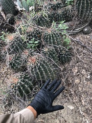 Hamatocactus hamatacanthus sinuatus