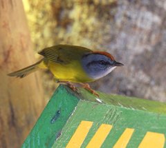 Myiothlypis coronata