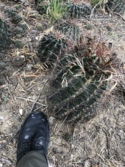 Hamatocactus hamatacanthus sinuatus