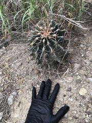 Hamatocactus hamatacanthus sinuatus