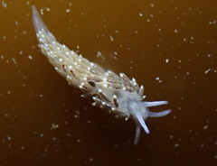 Diaphoreolis viridis