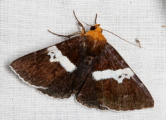 Buzara frontinus