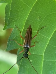Analeptura
