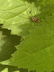 Leiobunum calcar