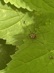 Leiobunum calcar