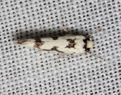 Lichenaula calligrapha