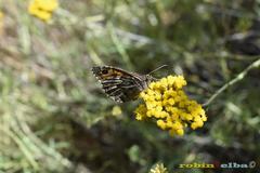 Hipparchia aristaeus