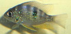 Thorichthys helleri