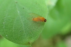 Agathomyia wankowiczii