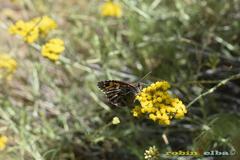 Hipparchia aristaeus