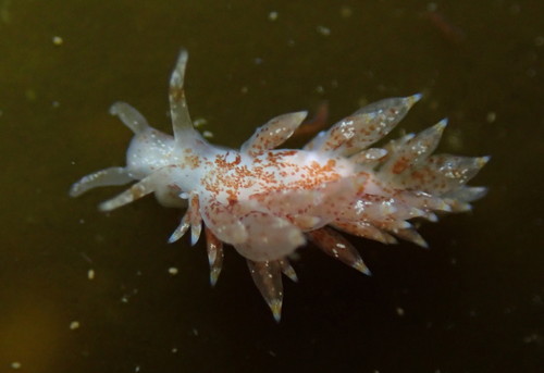 club-gilled nudibranch