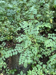 Symphoricarpos orbiculatus