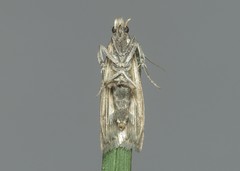 Sciota adelphella