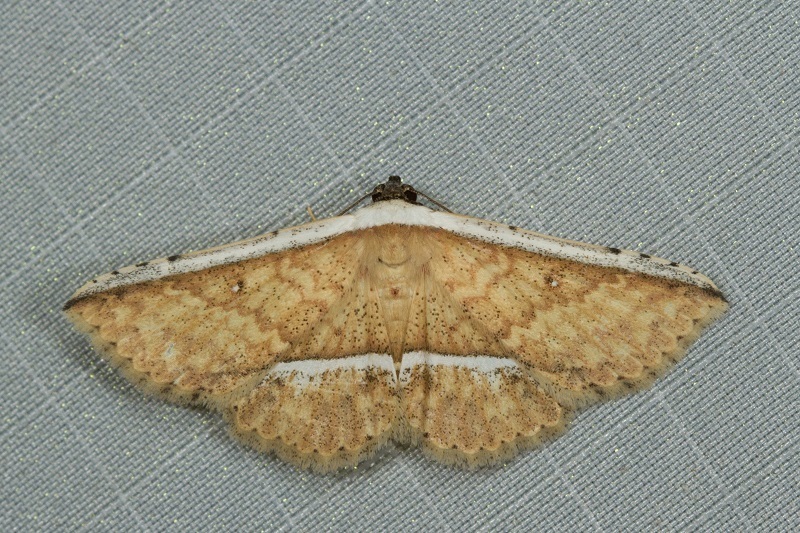 Hyposada postalbata