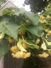Tilia cordata