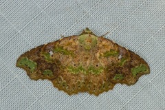 Laspeyria viridicincta