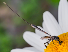 Gasteruption tarsatorius