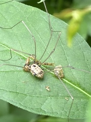 Leiobunum calcar