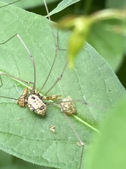 Leiobunum calcar
