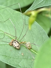 Leiobunum calcar