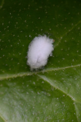 Lichtensia viburni