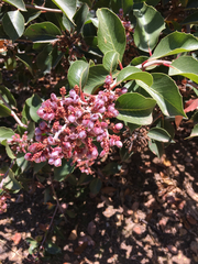 Rhus integrifolia × ovata