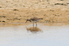 Calidris melanotos