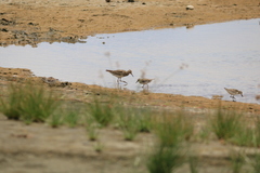 Calidris melanotos