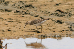 Calidris melanotos