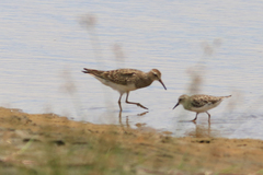 Calidris melanotos