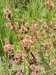 Juncus scirpoides
