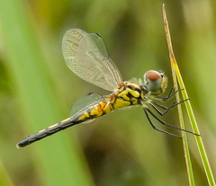 Celithemis bertha