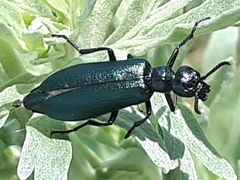 Linsleya sphaericollis