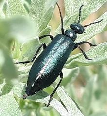 Linsleya sphaericollis
