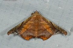 Episparis tortuosalis