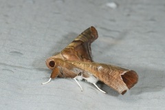 Episparis tortuosalis