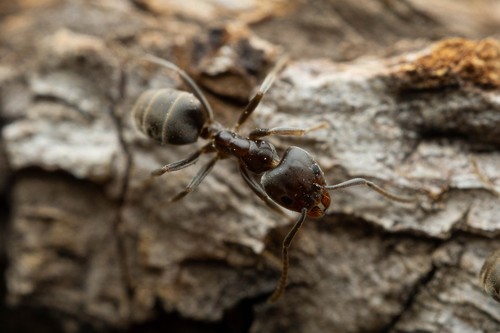 Liometopum luctuosum photo 2