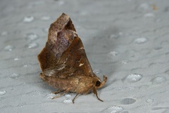 Pangrapta parsimonalis