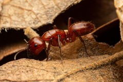 Camponotus schaefferi