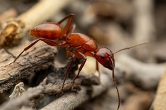 Camponotus schaefferi