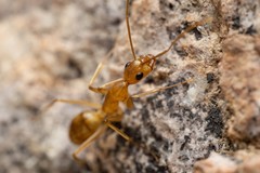 Camponotus festinatus