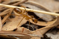Camponotus festinatus
