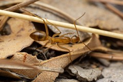 Camponotus festinatus