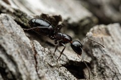 Camponotus hyatti
