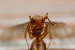 Lasius arizonicus