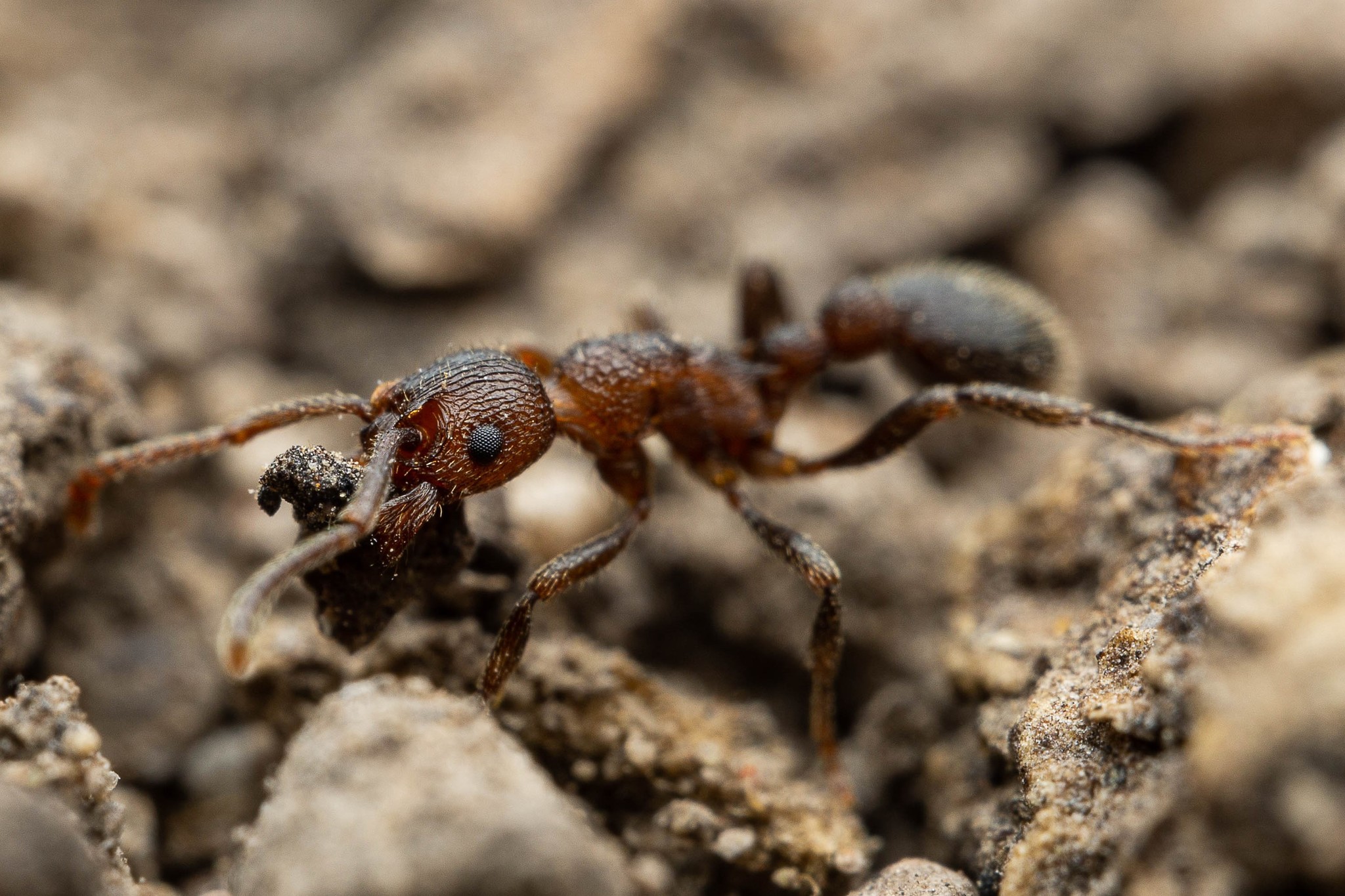 Myrmica rugiventris