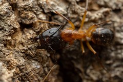 Camponotus vafer