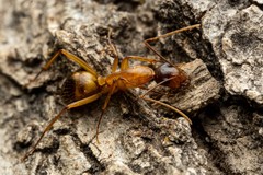 Camponotus vafer