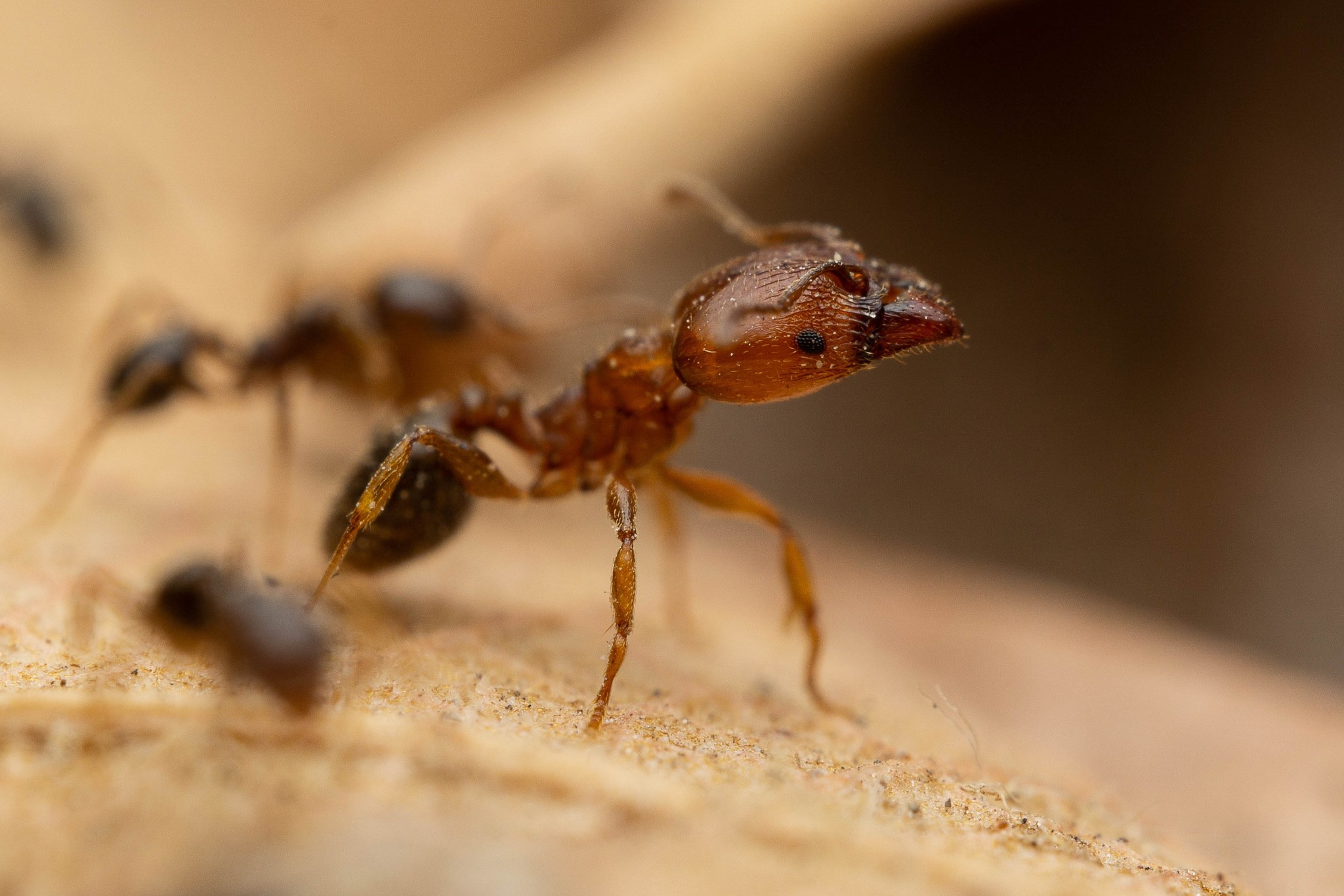 Pheidole diversipilosa