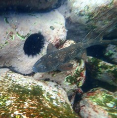 Brachaelurus waddi
